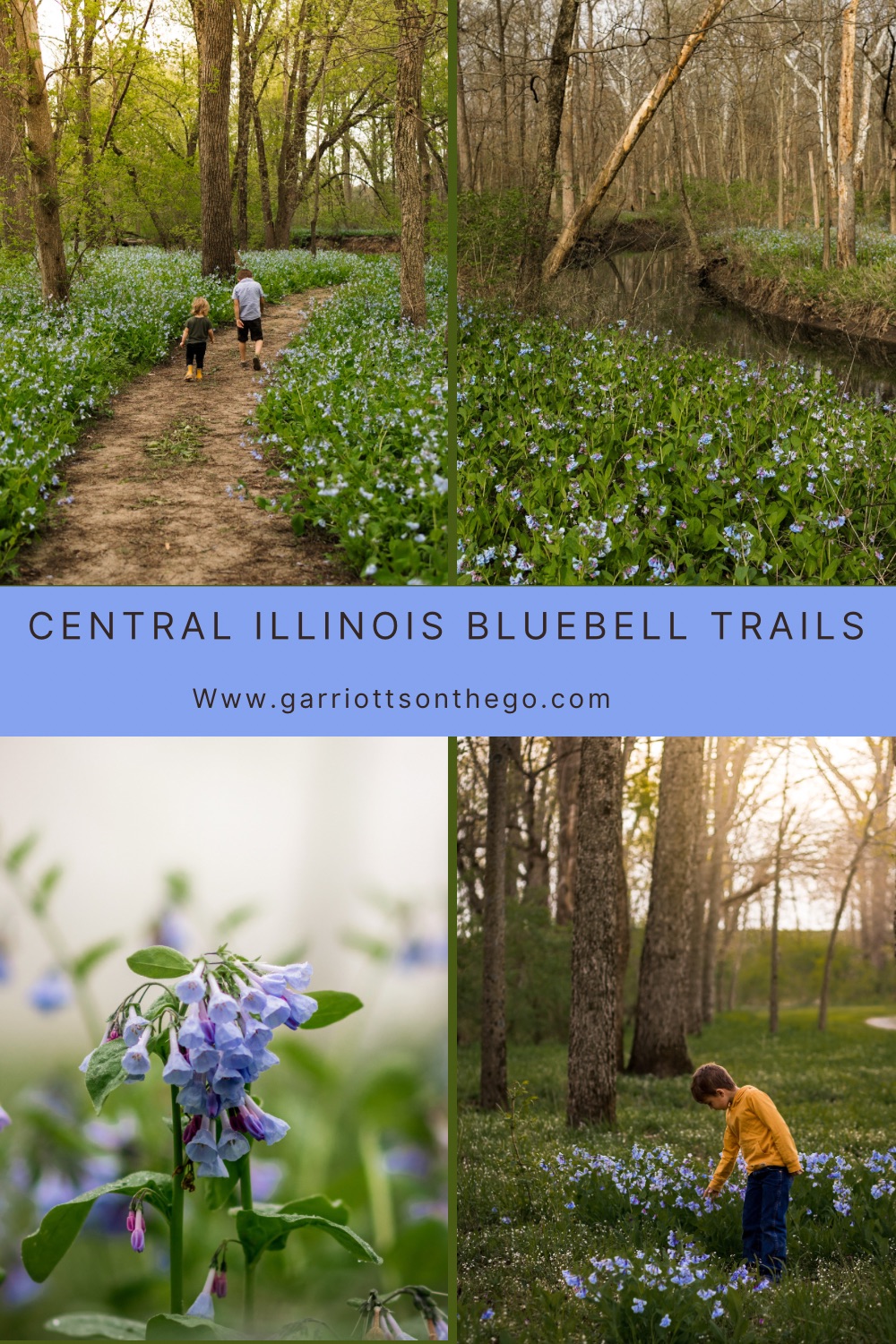 Bluebell Trails in Central Illinois